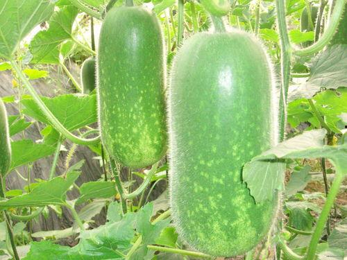 每日大赛吃瓜网直达,揭秘精彩赛事幕后故事